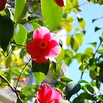 Hotel&hostel Montarina * Λουγκάνο