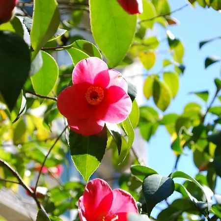 Hotel&hostel Montarina * Лугано