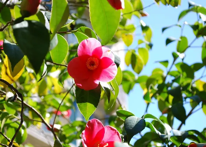 Hotel&hostel Montarina * Lugano